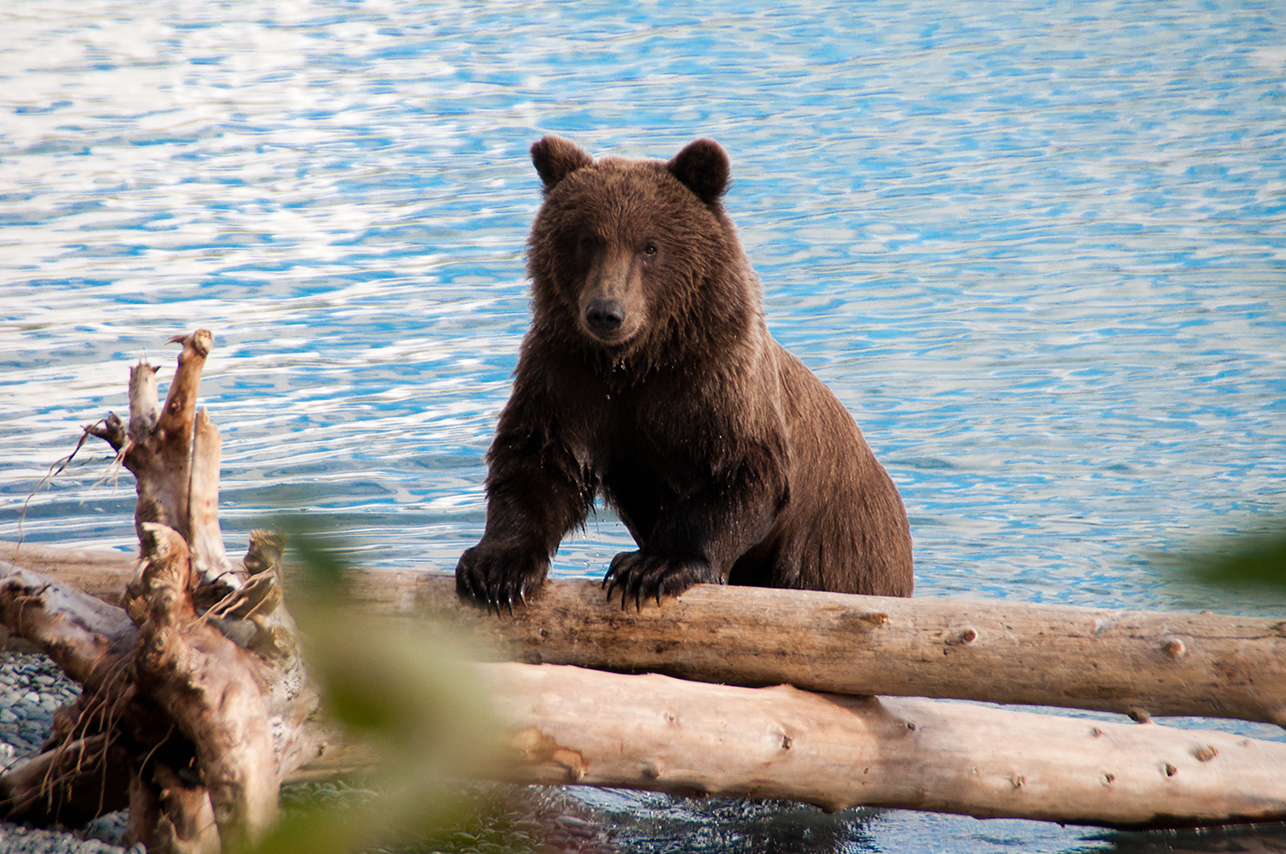 Alaska - Bear